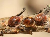 Cocciniglia tartaruga: piano di azione aggiornato