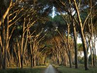 Soggiorni estivi a San Rossore per gli over 60